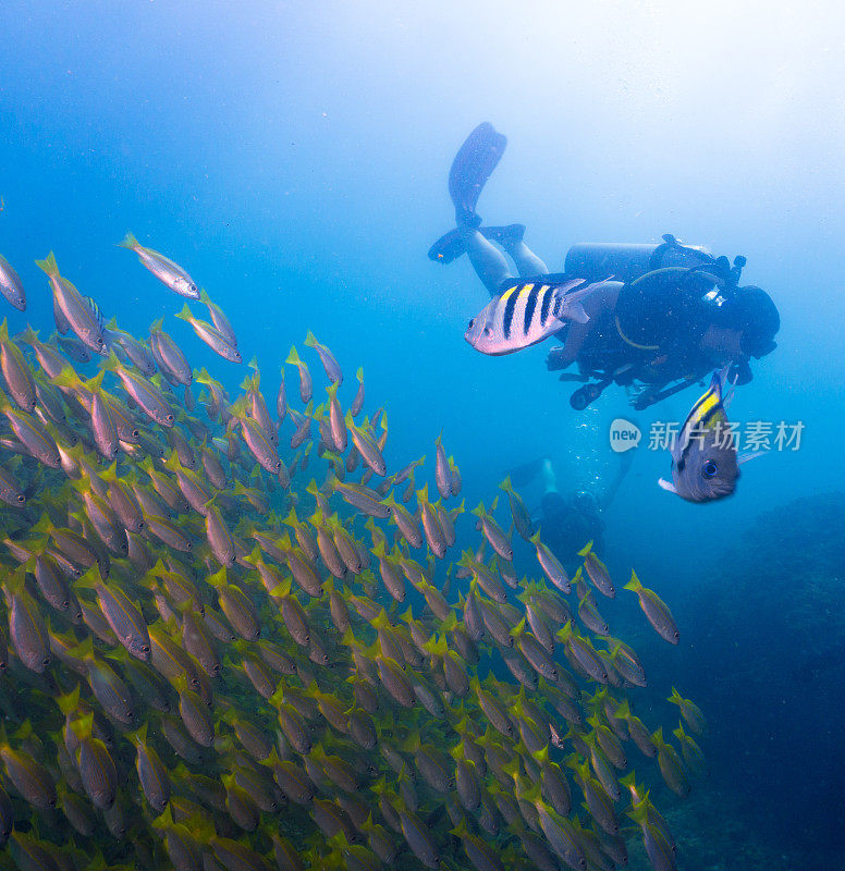 水下呼吸器潜水员在鱼群中的大眼鲷(Lujanus lutjanus)鱼